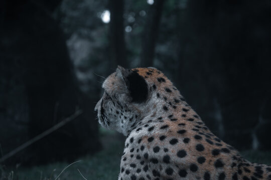 south african gepard