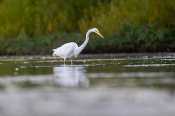 Obraz premium great egret (Ardea alba) fishing
