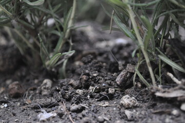 ants on the ground