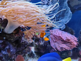 Coral reef