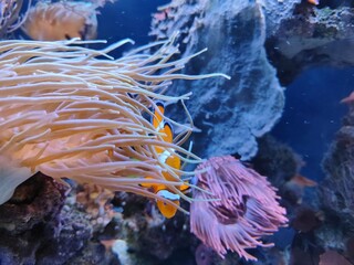 Coral reef