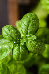 green basil in a wooden box