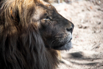 Portrait en profil d'un lion