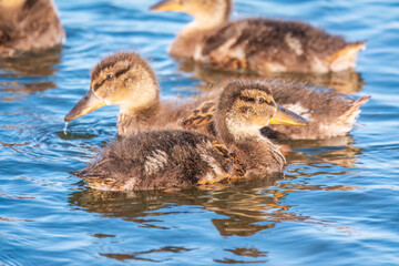 Cute little duckling swimming alone in a lake or river with calm water