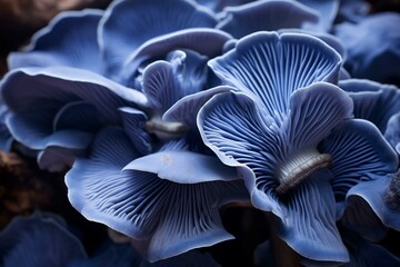 Close-up of cultivated blue oyster mushrooms in a fungi farm. Generative AI - obrazy, fototapety, plakaty