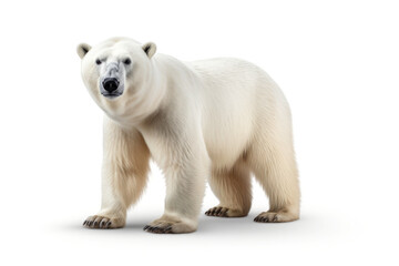 White polar bear isolated on white background, front view.generative ai