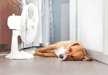 Dog lying in front of fan on kitchen floor during summer heat. Cute puppy dog stretched out on cool tiles. Keeping cat, dogs and pets cool in summer or heat waves. Female Harrier mix. Selective focus.