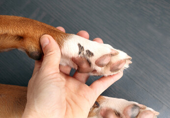 Dog paw with sap examination by owner or veterinarian. Hand holding puppy dog paw with black...