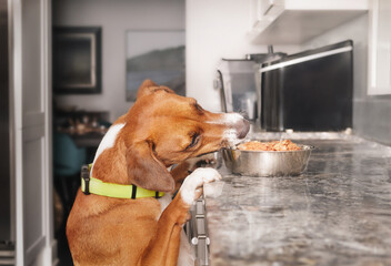 Dog stealing food from kitchen counter. Cute puppy dog with head tilted over pet food bowl with raw...