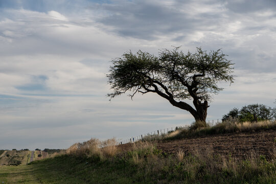 &Aacute;rbol solitario a la vera del camino inclinado poer el viento, cielo con nubes