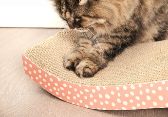 Happy cat using cardboard scratcher on floor. Senior tabby cat scratching on curved card board post. Used to prevent furniture damage and mental stimulation. Female, 17 years old cat. Selective focus.