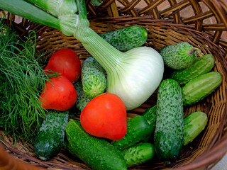 cucumbers, tomatoes, onions and dill in a wooden basket. harvest of fresh vegetables