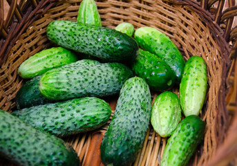 cucumbers in a wooden basket. harvest of fresh cucumbers, vegetables