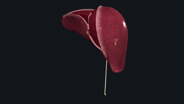 The liver is an organ about the size of a football .