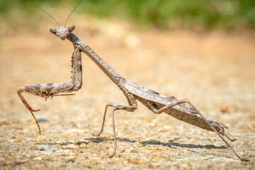 Profile view of a Praying Mantis, specfically a native Carolina Mantis (Stagmomantis carolina)....