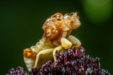 A Pennsylvania Ambush Bug (Phymata pennsylvanica) patiently waits for the dewdrops to dry.