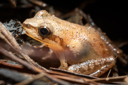 Side view of an Upland Chorus Frog (Pseudacris feriarum). Raleigh, North Carolina.