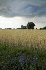 Fototapeta premium Gewitterwolken über Getreidefeld