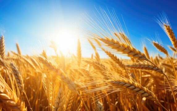 Sunny morning in a stunning wheat field. Generative AI