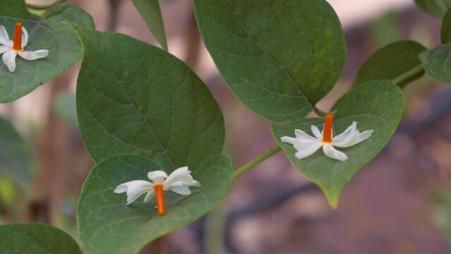 Fresh night flowering jasmine flowers fallen on the leaves, also known as coral jasmine, harshringar, hengra bubar, shiuli. Autumn morning in the garden. Hand held footage, selective focus.