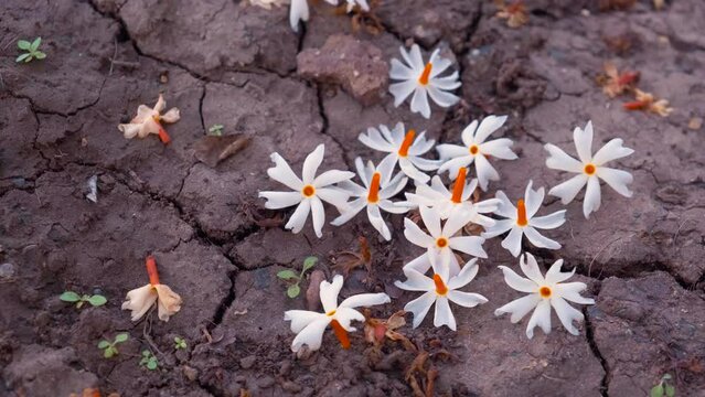 Night flowering jasmine flowers on the ground.
