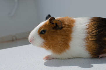 Gnawing cuteness! Close-up of a guinea pig, representing the care and attention needed by these adorable pets.