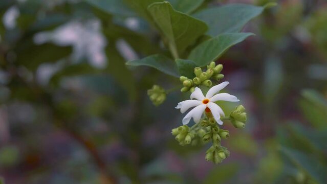 White, scented night flowering jasmine in the morning also known as shiuli, coral jasmine, parijat, harshringar, hengra bubar flower bloom, early morning scene in garden. Selective focus, copy space.