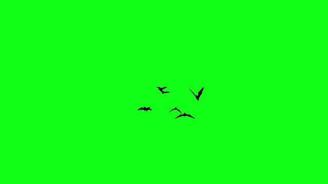 Halloween Bats Flying on Green Screen Background 4K Animation