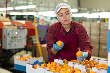 Focused interested young girl working on fruit sorting line at warehouse, checking quality of selected mandarins in boxes © JackF