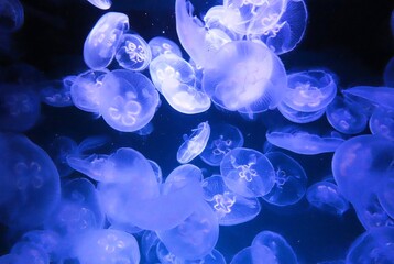 Common jellyfish (Aurelia aurita) in the baltic sea