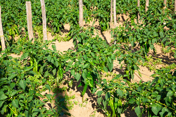 Fototapeta na wymiar Bell peppers sprouts grow on the field using wooden sticks