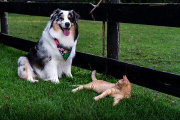 Dog and a cat 