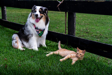 Australian shepherd dog hanging out with Cat