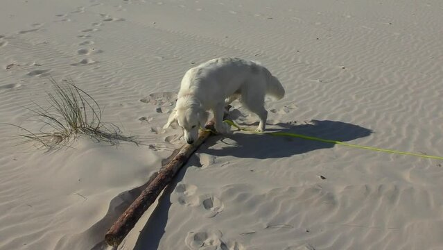 Rasowy pies Golden Retriever bawiący się dużym patykiem na piaszczystej plaży. Zachowanie i charakter psa podczas zabawy i zajmowania się samym sobą. 