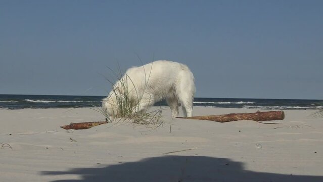 Biały pies rasy Golden Retriever bawiący się patykiem na piaszczystej plaży, na tle morza lub oceanu.  Zabawa psa i jego zachowanie podczas samodzielnej zabawy - sam z sobą. 