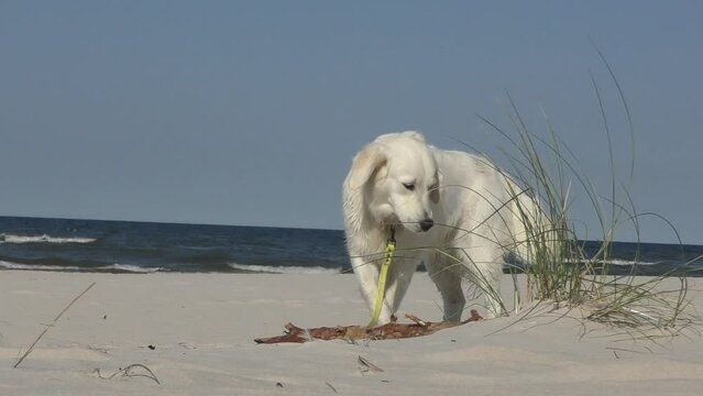 Biały rasowy  pies Golden Retriever na piaszczystej plaży. ,Zainteresowany dużym patykiem. Rozgląda się dookoła.  Zachowania psa na plaży.