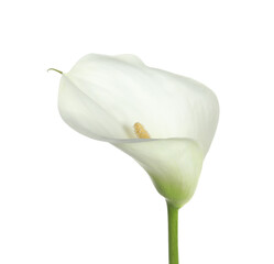 Beautiful calla lily flower isolated on white