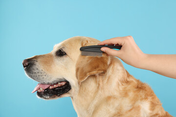 Woman brushing cute Labrador Retriever dog on light blue background, closeup