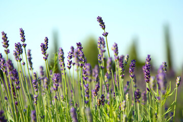 Fototapeta premium Beautiful blooming lavender growing in field, closeup