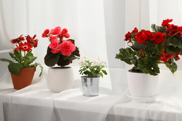 Different beautiful flowers in pots on windowsill
