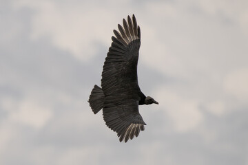 Black Vulture, Coragyps atratus