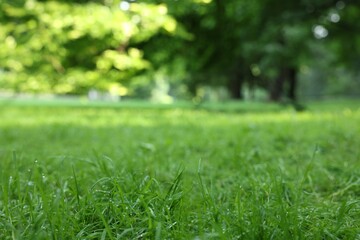 Fresh green grass growing in summer park