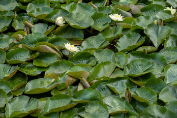 Flower Growing in a dense brush of lily pads