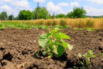 Cucumber shoots. Background with selective focus and copy space