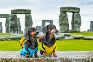 Two tourist dog dachshund in clothes with backpacks are sitting against backdrop of ancient archaeological site of Stonehenge stone, listen to tour guide excursion Landmark in England. wonder of world