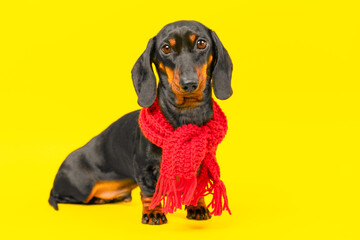 Small sad dog dachshund sits wrapped in knitted red scarf Sad for walk, cold snap, autumn mood Collection of children bright clothes, fashion show, stylish accessories Groomed puppy posing for ad