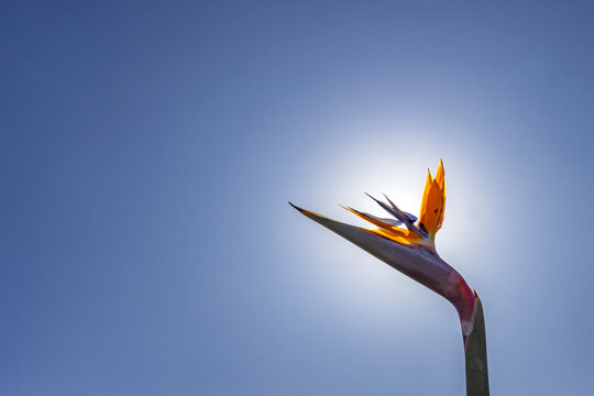 Fototapeta Bird of Paradise plant against sunny sky
