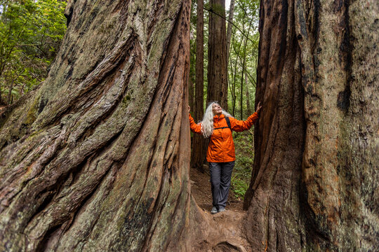 USA, California, Stinson Beach, Senior woman touching large redwood trees on hike
