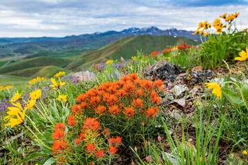 USA, Idaho, Hailey, Orange Indian Paintbrush (Castilleja) and yellow Arrowleaf Balsamroot (Balsamorhiza sagittata) wildflowers on Carbonate Mountain