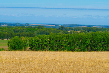 Scenery. Field with wheat and forest. Blue sky. Background.